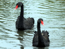 Black Swan (WWT Slimbridge September 2010) - pic by Nigel Key